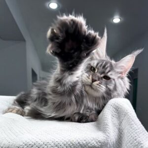 Meet Amylee