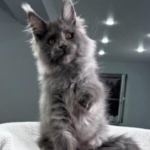 Meet Martin