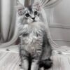 Meet Melissa