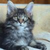 Meet Zevs