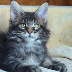 Meet Zevs