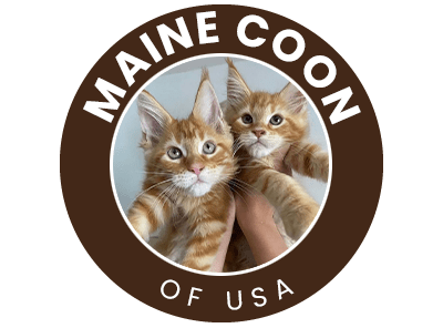Maine coon kitten Australia